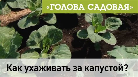 Основы выражения «голова твоя садовая»