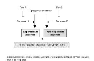 Основы комплементарного взаимодействия генов