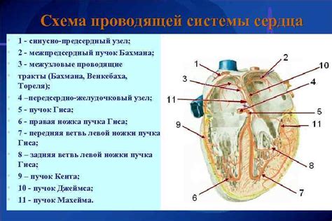 Основы кроткого сердца