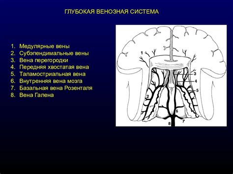 Основы нейрокартирования головного мозга