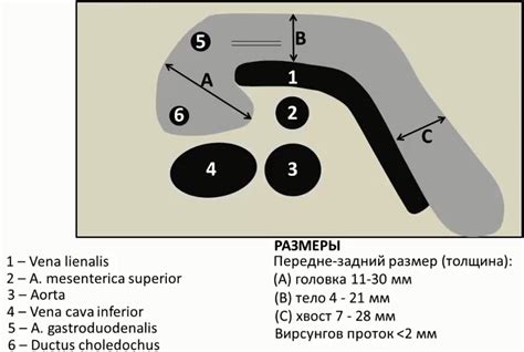 Основы структурных изменений эндоцервикса