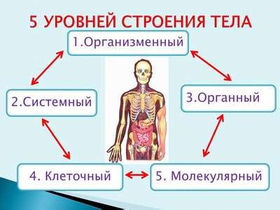 Особенности анатомии Кракена