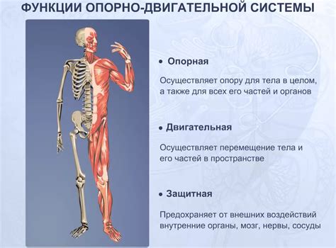 Особенности анатомии и физиологии оборотней