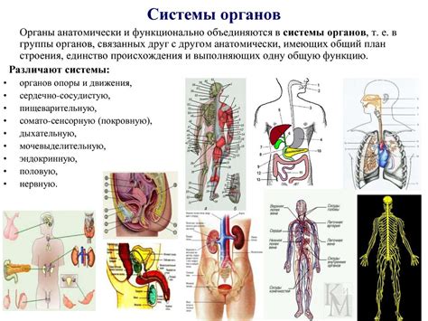 Особенности анатомии и физиологии паяхов