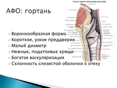 Особенности анатомии собачьего гортани