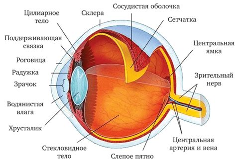 Особенности верного глаза