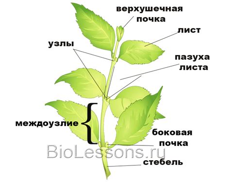 Особенности генеративного побега