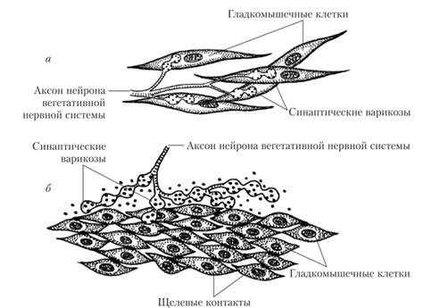 Особенности гладкой мускулатуры и ее формы