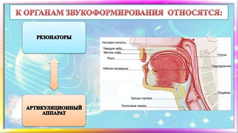 Особенности голосового аппарата