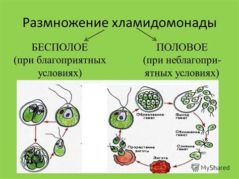 Особенности жизненного цикла и размножения