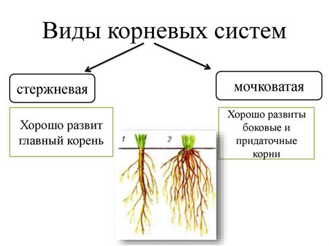 Особенности закрытых корней у различных видов растений