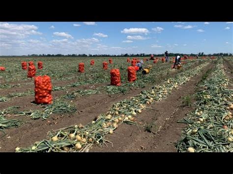 Особенности использования земли в КФХ