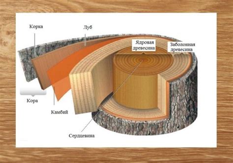 Особенности и уникальность заболонной древесины