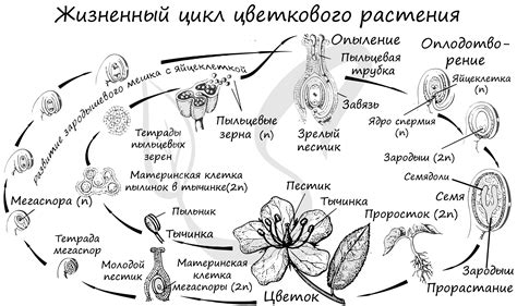 Особенности и цикл жизни однолетних растений