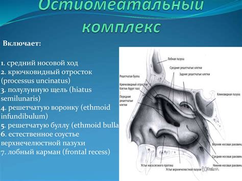 Особенности конструкции фронтальных пазух