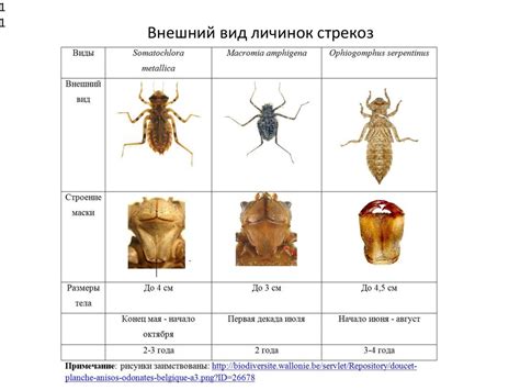 Особенности личинок