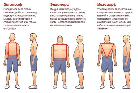 Особенности мелкого телосложения