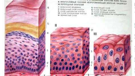 Особенности многослойного плоского эпителия