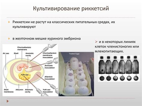 Особенности морфологии кротких глаз