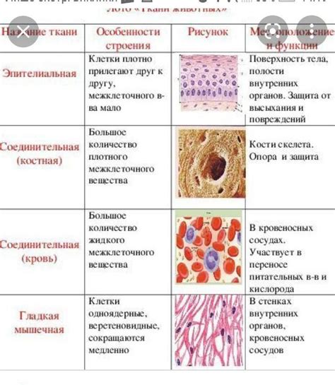 Особенности мосластого человека