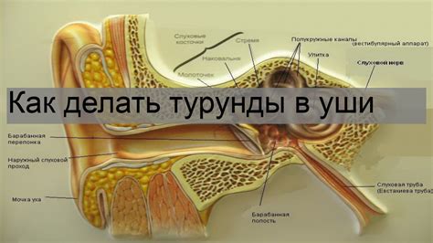 Особенности нанесения на турунду в домашних условиях