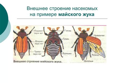 Особенности насекомого махания крыльями