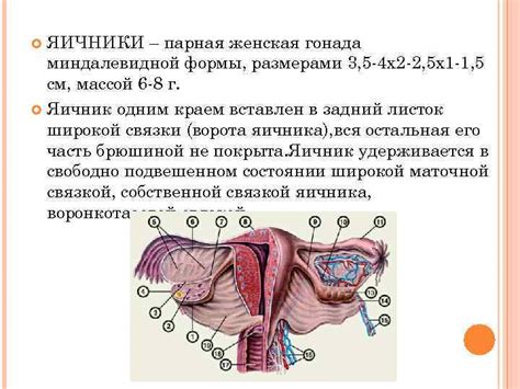 Особенности нежности у женщин