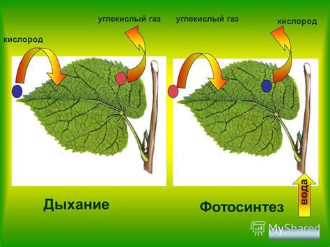 Особенности обмена веществ растений