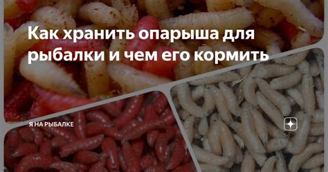 Особенности опарыша и значение его цены в нашем повседневном мире