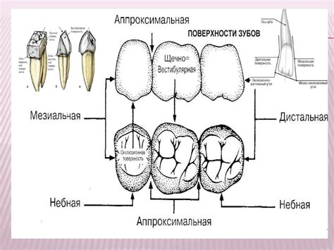 Особенности пальпации зубов