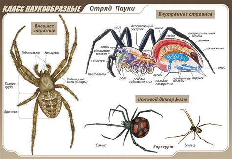 Особенности паукообразных снов: пауки-птицееды в роли сюрреалистических персонажей