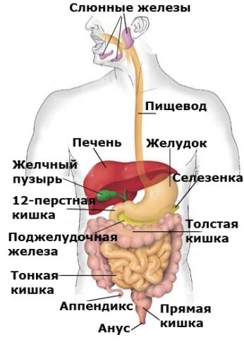 Особенности пищеварительной системы улиток