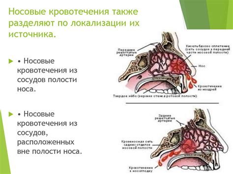 Особенности пневматизации придаточных пазух