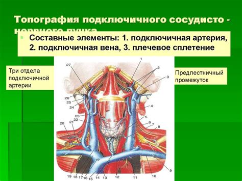 Особенности поражений нервных окончаний в области шеи