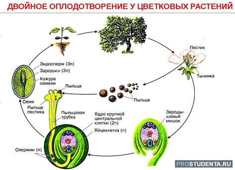 Особенности процесса двойного оплодотворения у различных видов растений