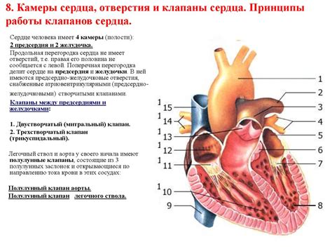 Особенности работы мышц и сердца