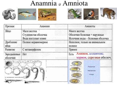 Особенности размножения хордовых животных