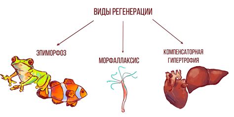 Особенности регенерации хориального эпителия после родов и абортов