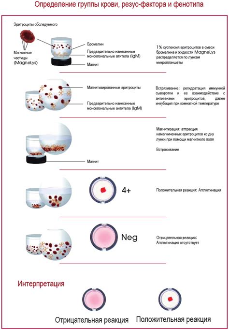 Особенности резус фенотипа cece