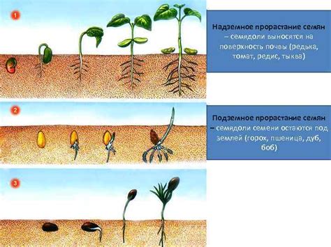 Особенности роста и развития поросли в снегу