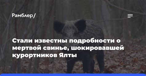 Особенности сновидения о мертвой свинье и его толкование