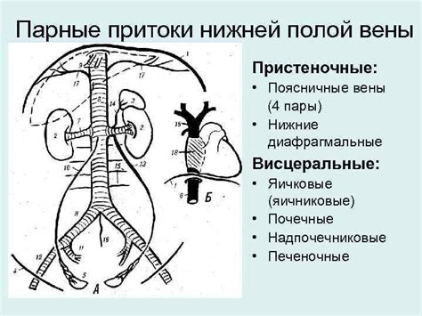 Особенности строения вены галены