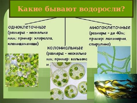 Особенности строения и развития колониальных водорослей