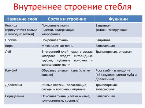 Особенности строения и функционирования паравертебральных мягких тканей