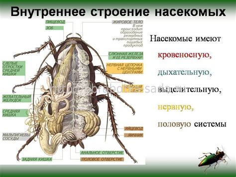 Особенности строения муравейников