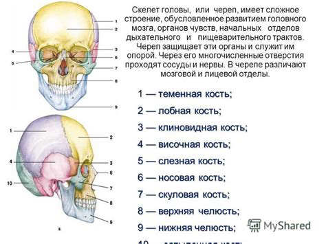 Особенности строения предлежащей части головы