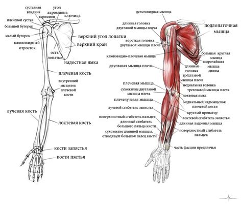 Особенности строения предплечья