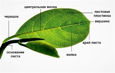 Особенности структуры листа пятипалого