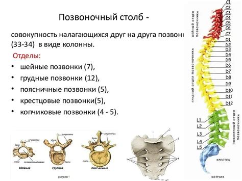 Особенности структуры плюсневых позвонков