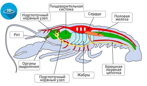 Особенности сырьевых креветок